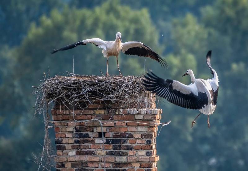 Professional Chimney Animal Removal Services in Newport Beach, California