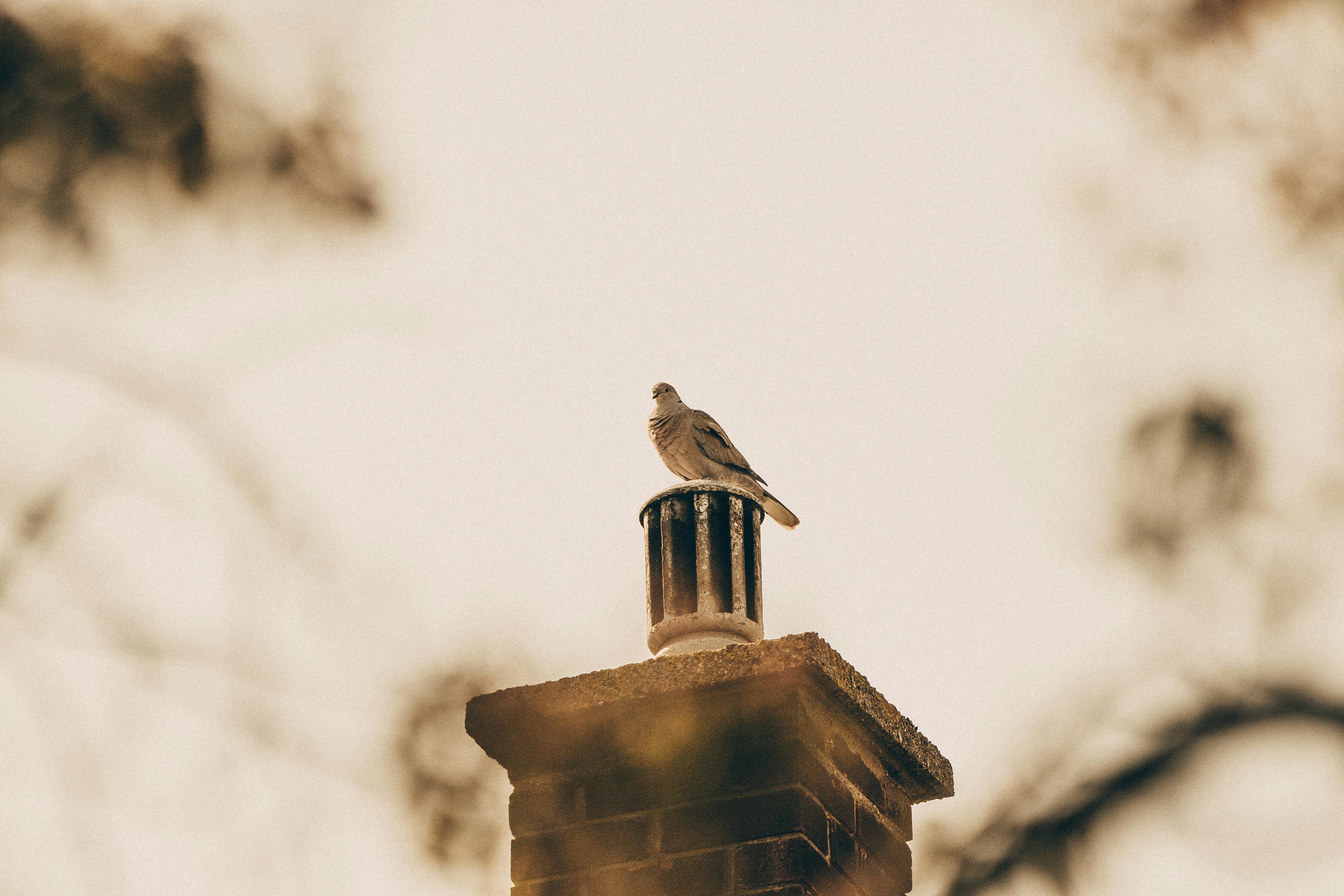 Expert Chimney Cap Installation in Newport Beach, California